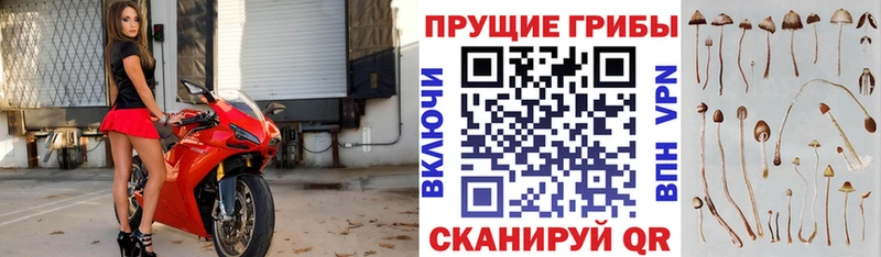 Купить закладки  Павловск  Псилоцибиновые грибы MAGIC MUSHROOMS 